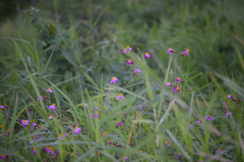 Bidens clavata photo 3