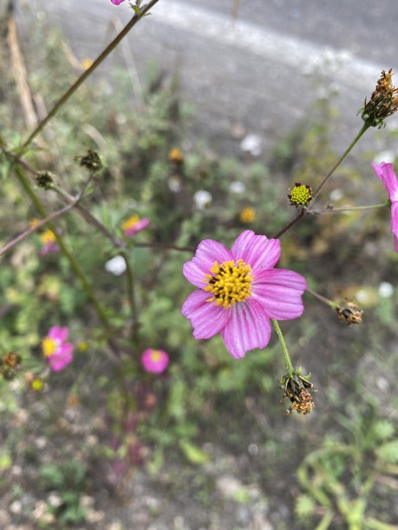 Bidens clavata photo 4