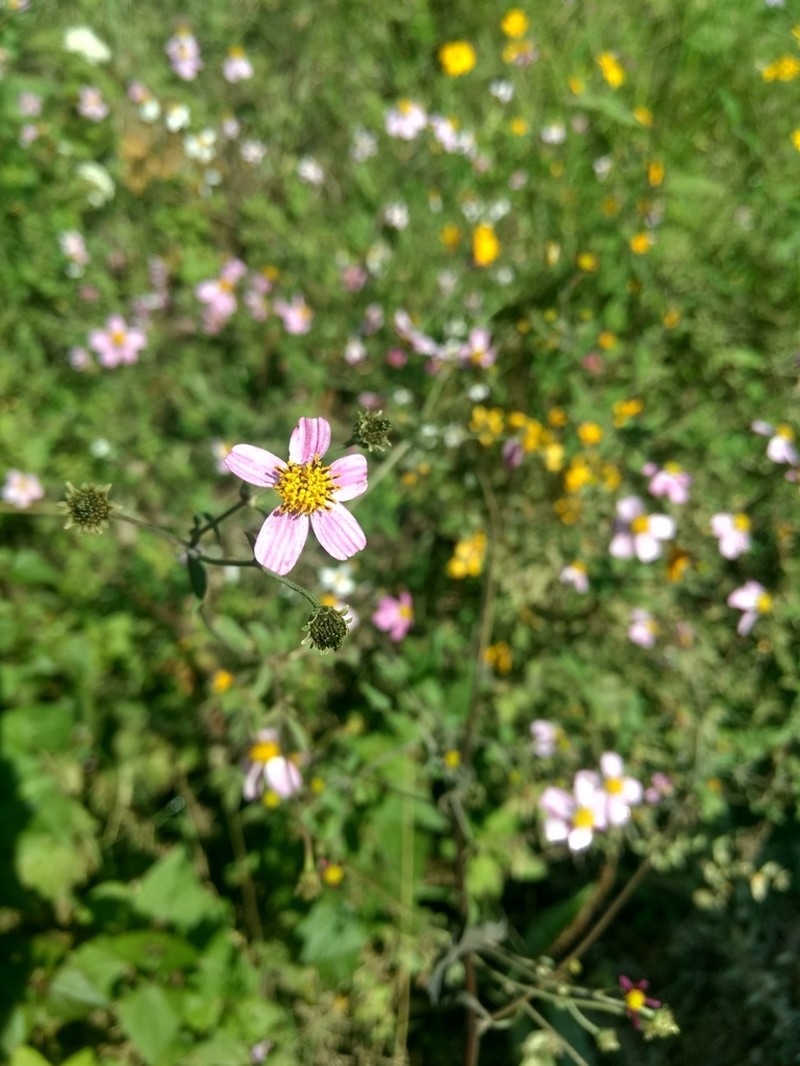 Bidens clavata photo 5