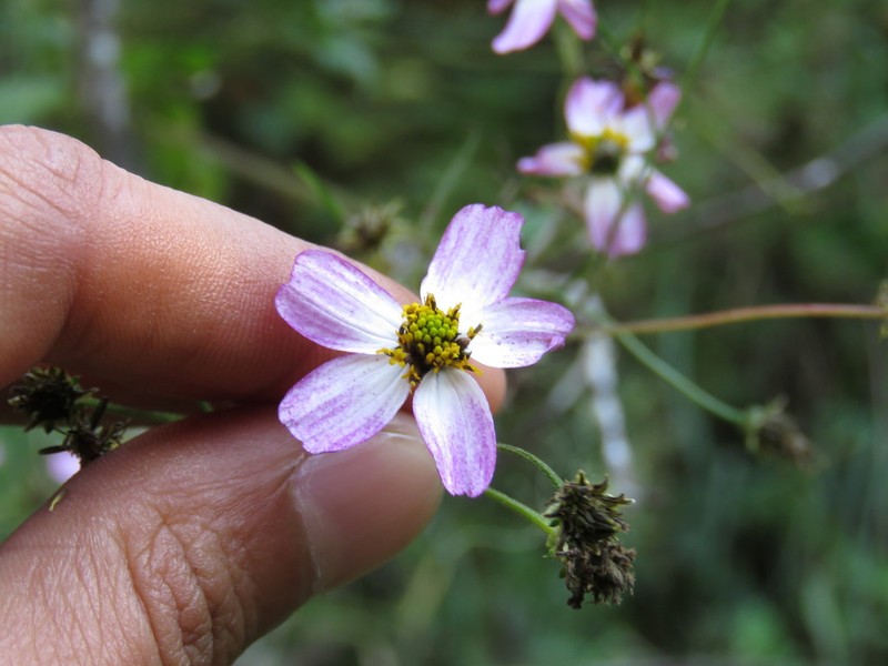 Bidens clavata photo 6