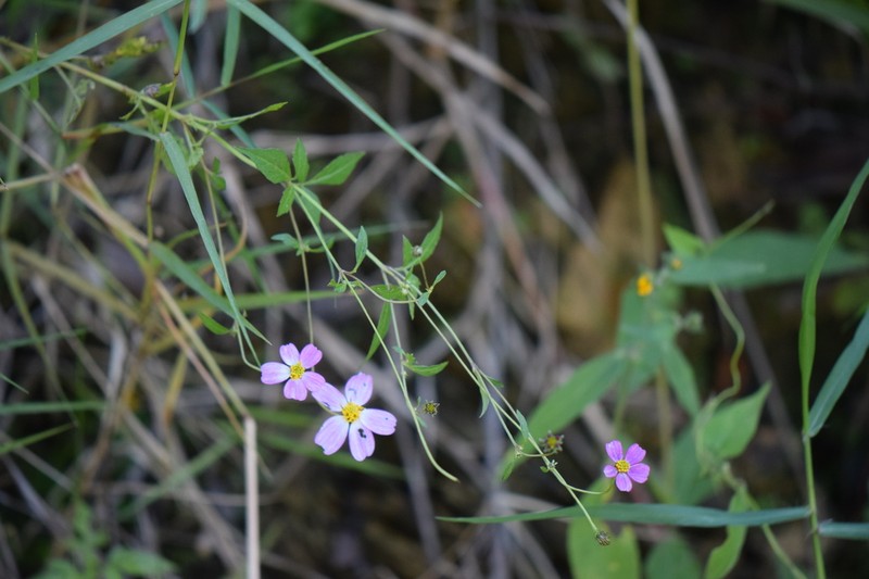 Bidens clavata photo 7