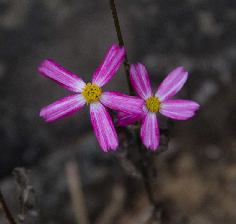 Bidens clavata photo 8