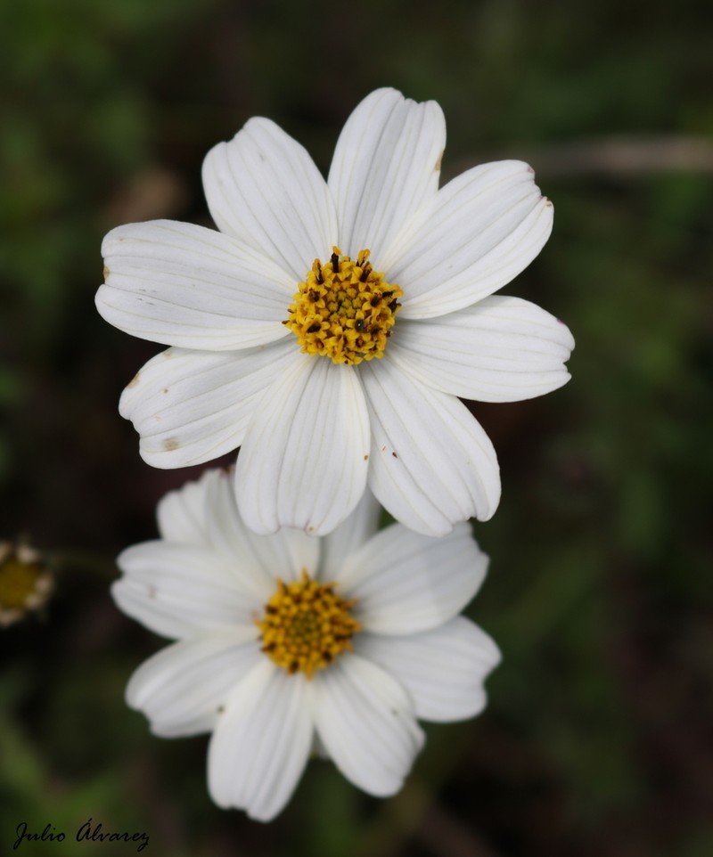 Bidens colimana