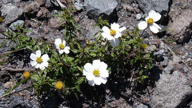 Bidens colimana photo 2