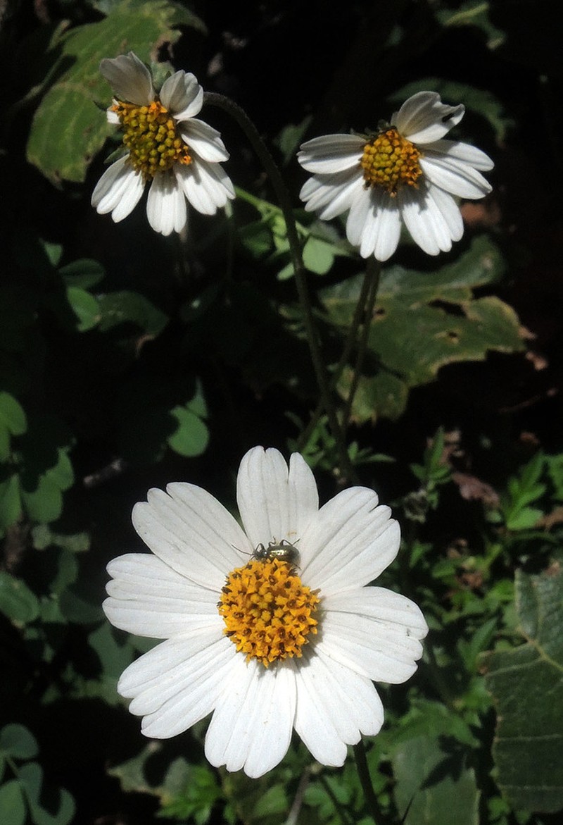 Bidens colimana photo 3