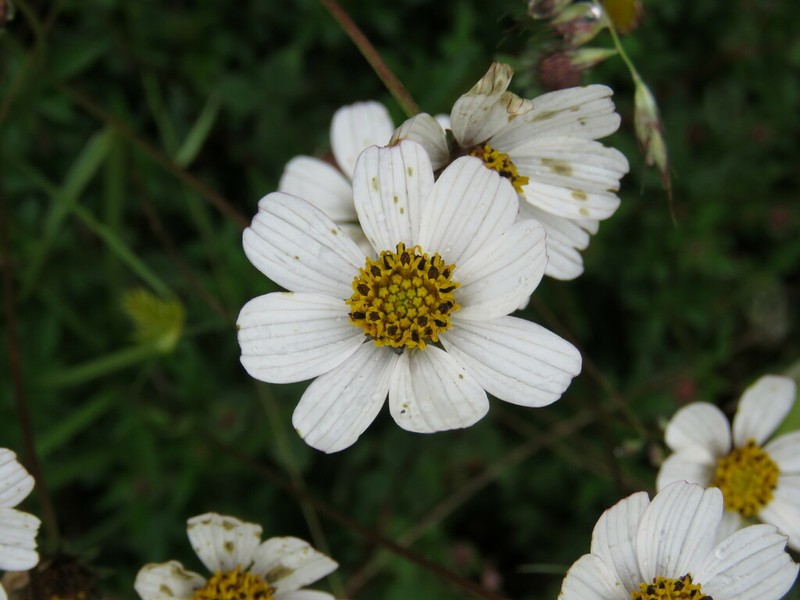 Bidens colimana photo 4