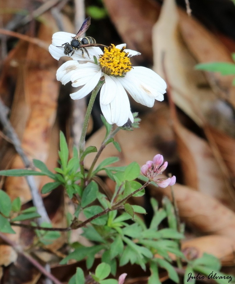 Bidens colimana photo 5