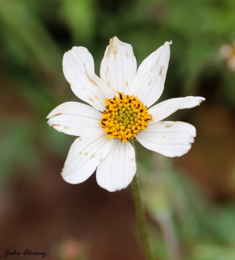 Bidens colimana photo 6