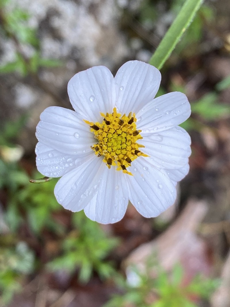 Bidens colimana photo 7