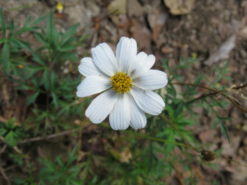 Bidens colimana photo 8