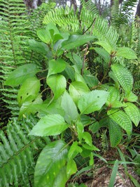 Bog Beggarticks