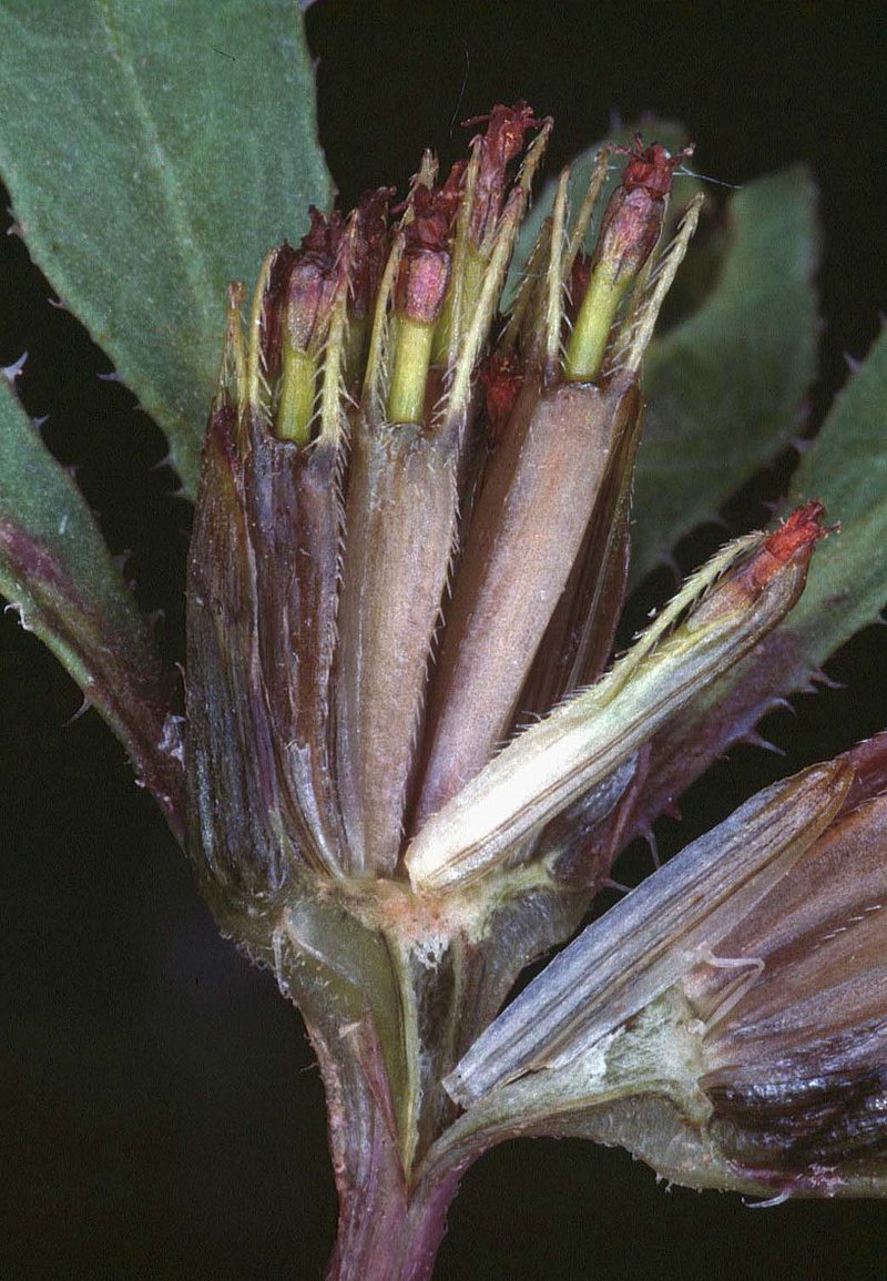 Purplestem Beggarticks