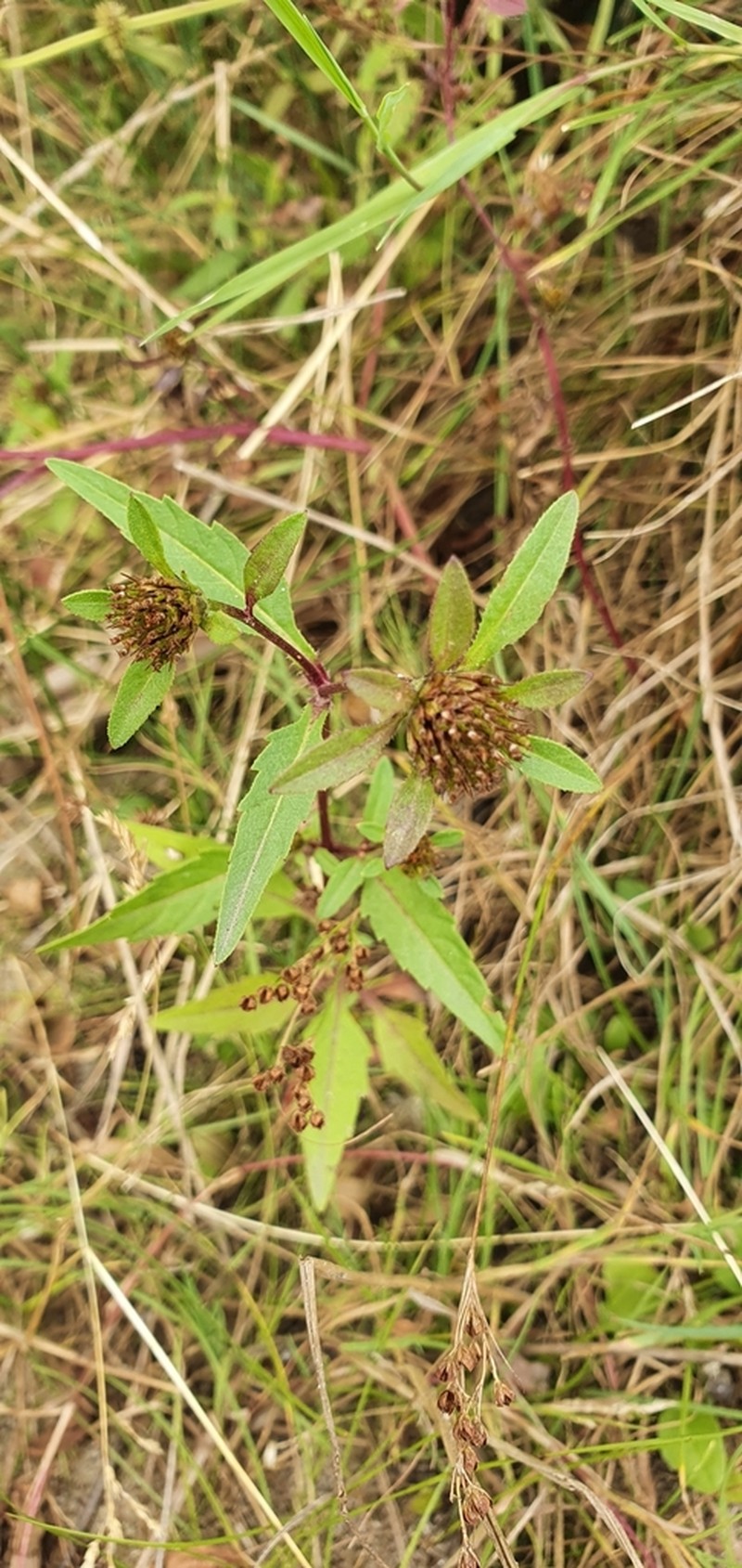 Purplestem Beggarticks photo 3