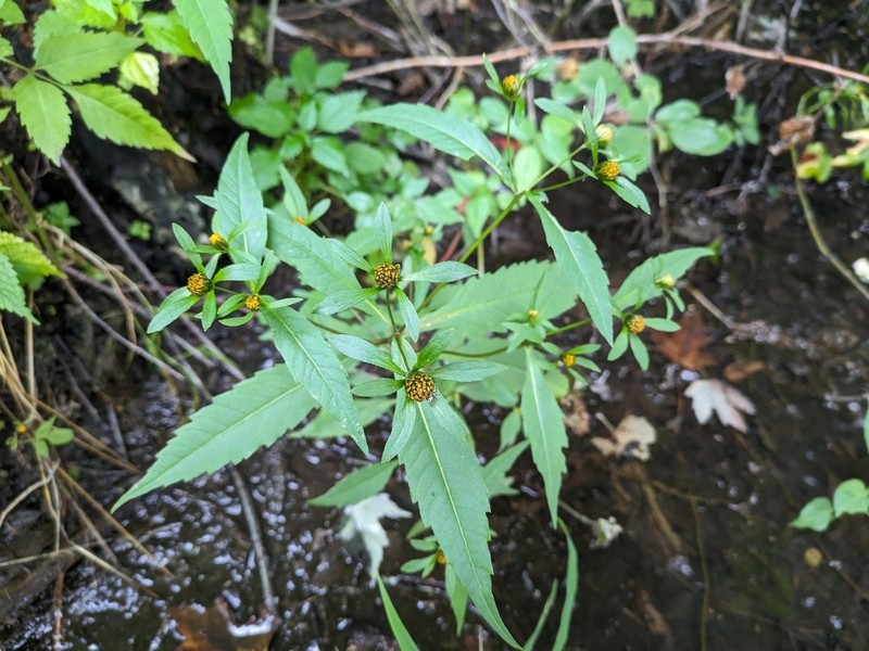 Purplestem Beggarticks photo 4