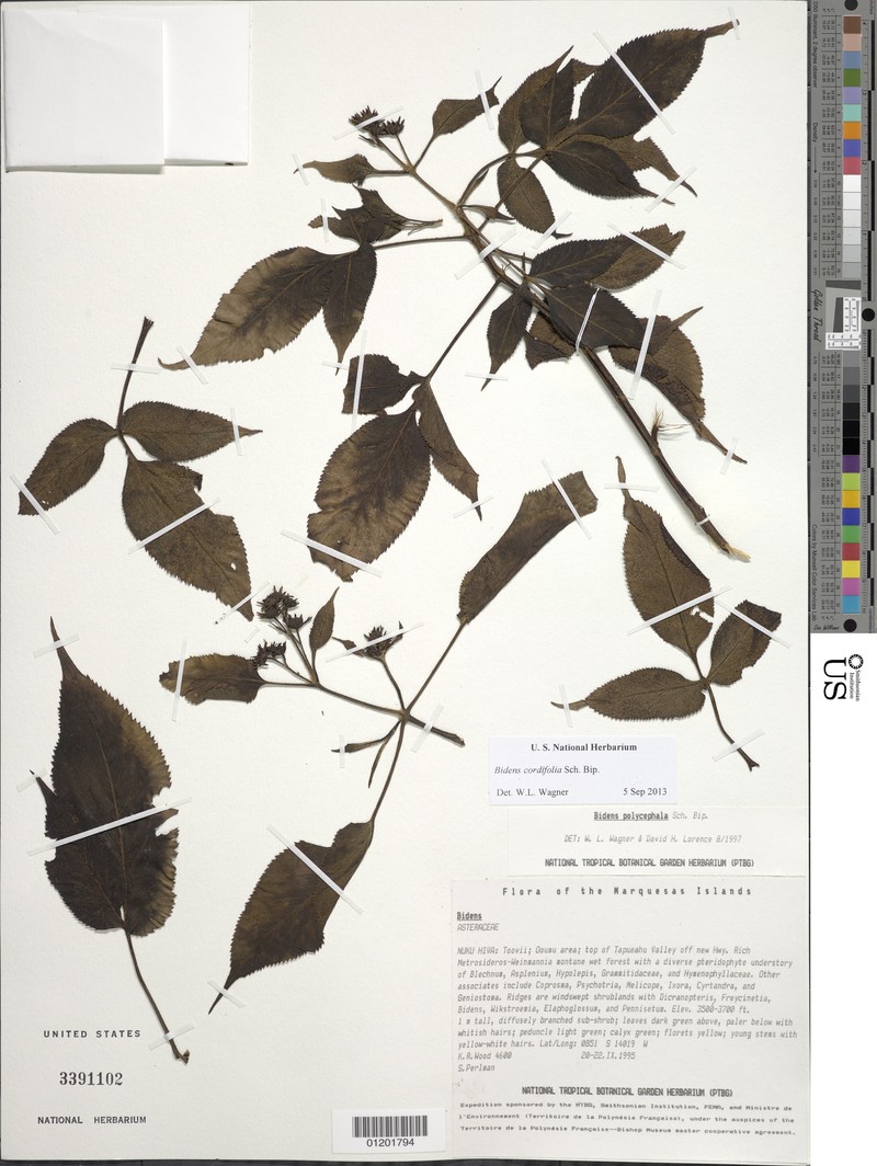 Bidens cordifolia