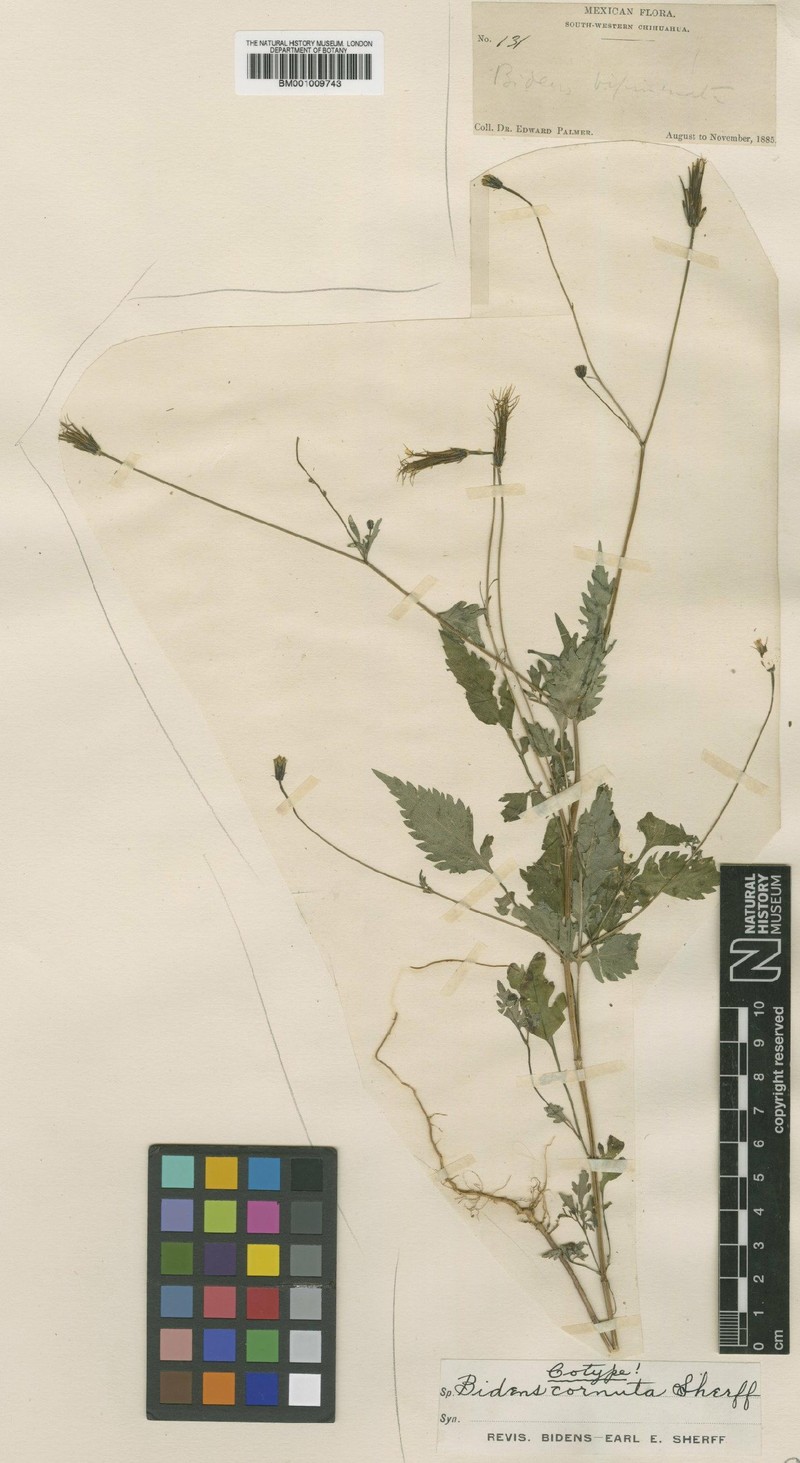 Bidens cornuta