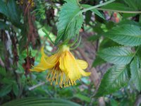 Cosmosflower Beggarticks