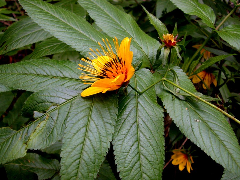 Cosmosflower Beggarticks photo 2