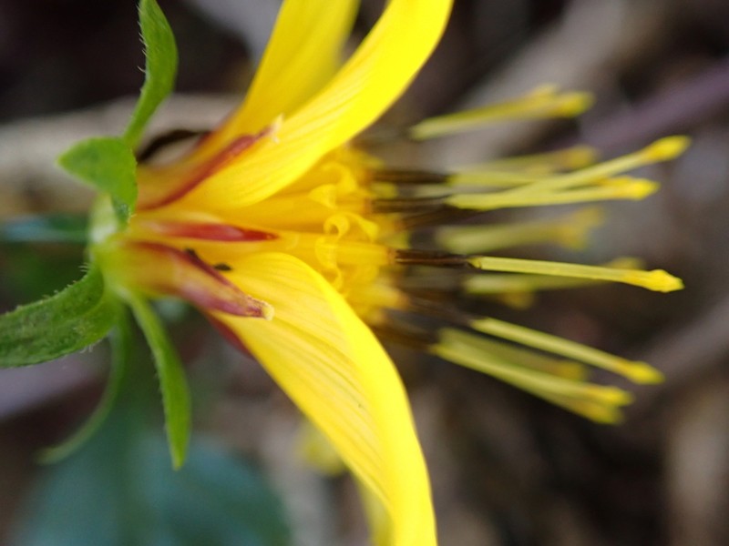Cosmosflower Beggarticks photo 3