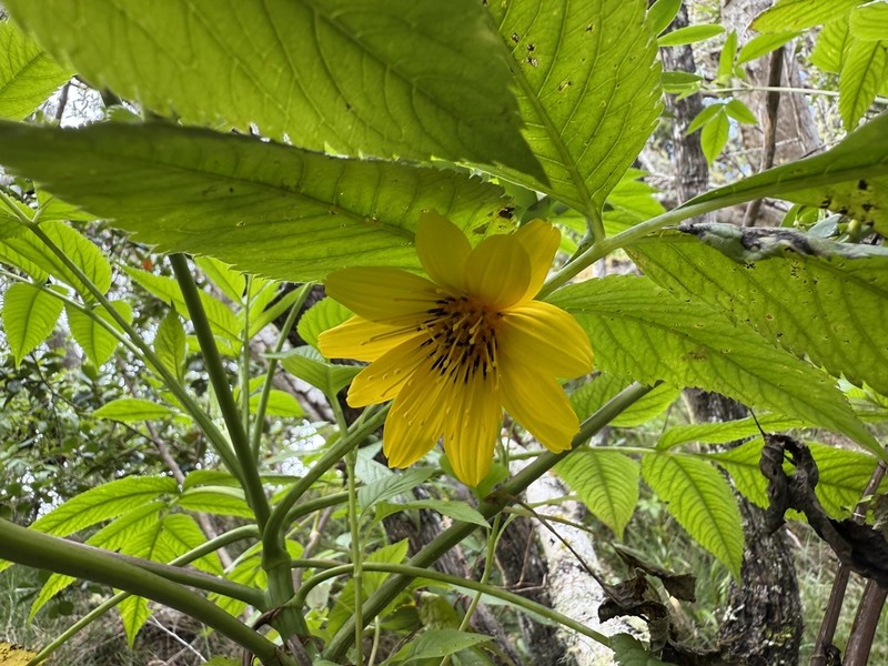 Cosmosflower Beggarticks photo 4