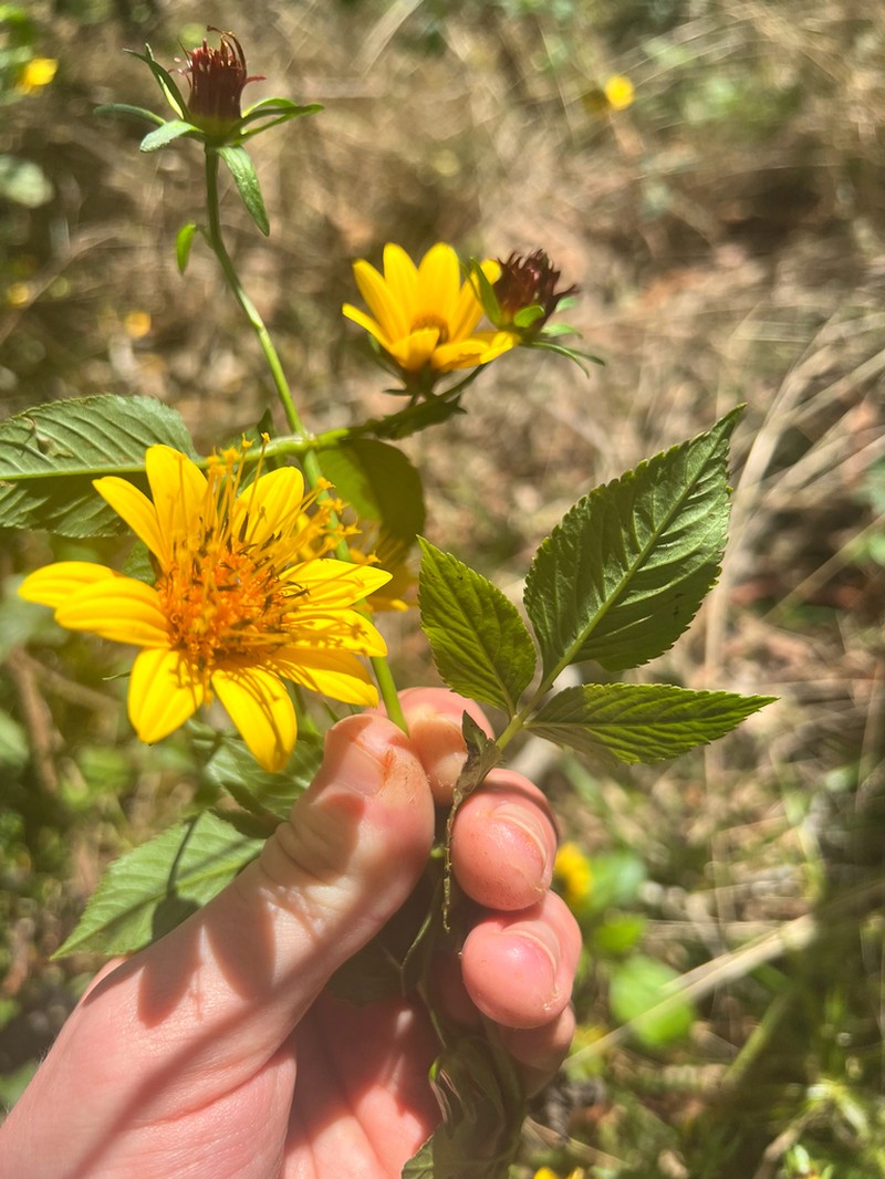 Cosmosflower Beggarticks photo 5