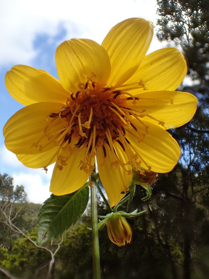 Cosmosflower Beggarticks photo 6