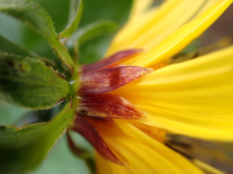 Cosmosflower Beggarticks photo 7
