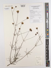 Bidens crocea