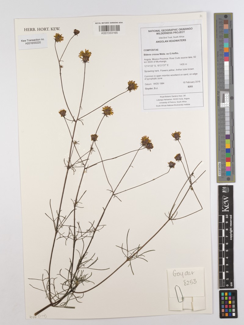 Bidens crocea