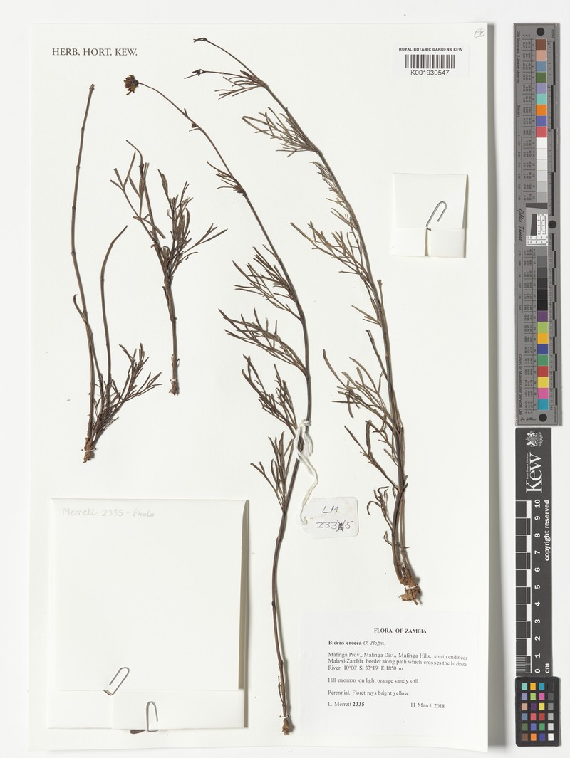Bidens crocea photo 2