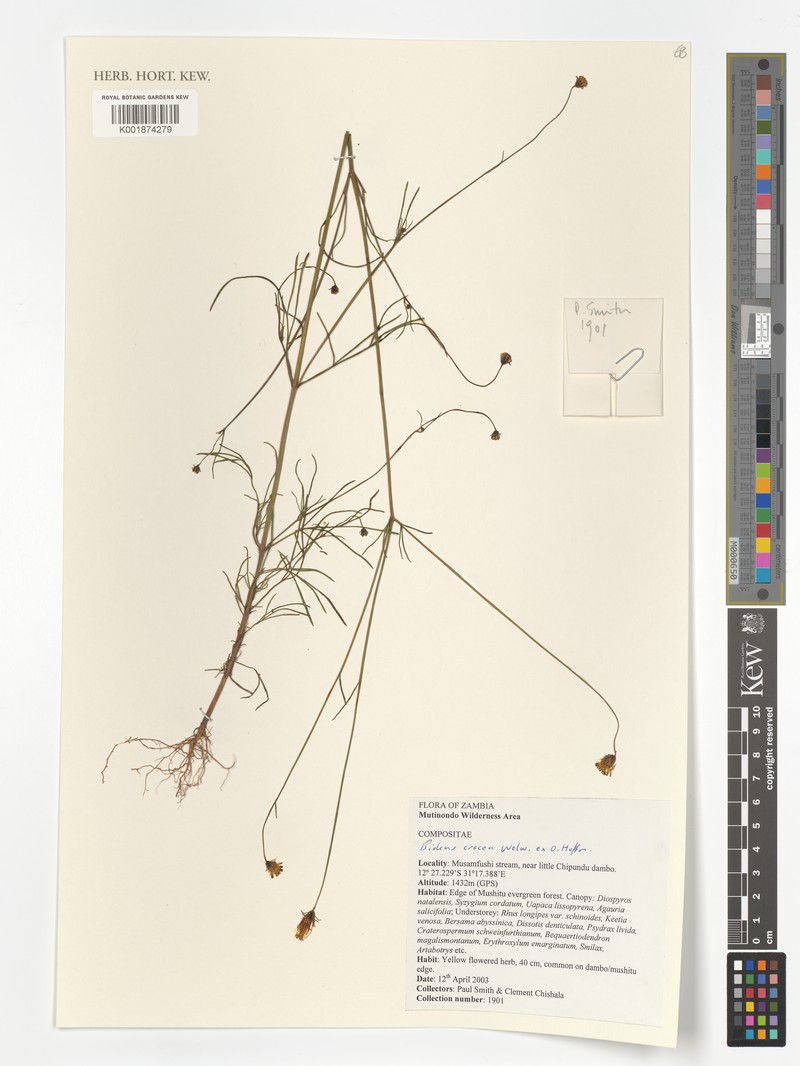 Bidens crocea photo 3
