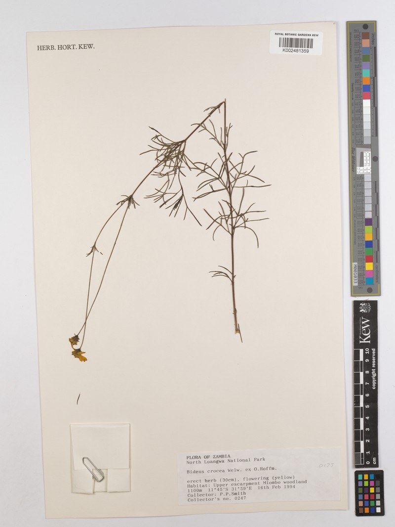 Bidens crocea photo 4