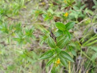 Bidens deltoidea