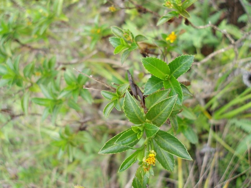 Bidens deltoidea