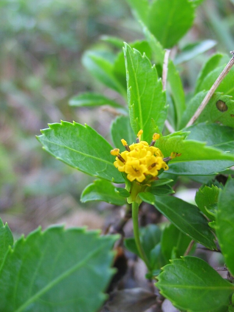 Bidens deltoidea photo 2