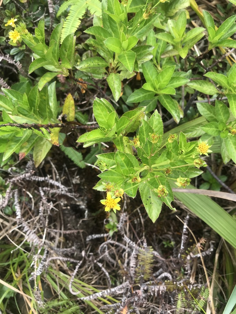 Bidens deltoidea photo 4