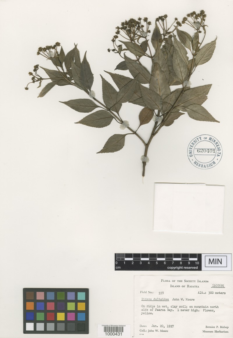 Bidens deltoidea photo 5
