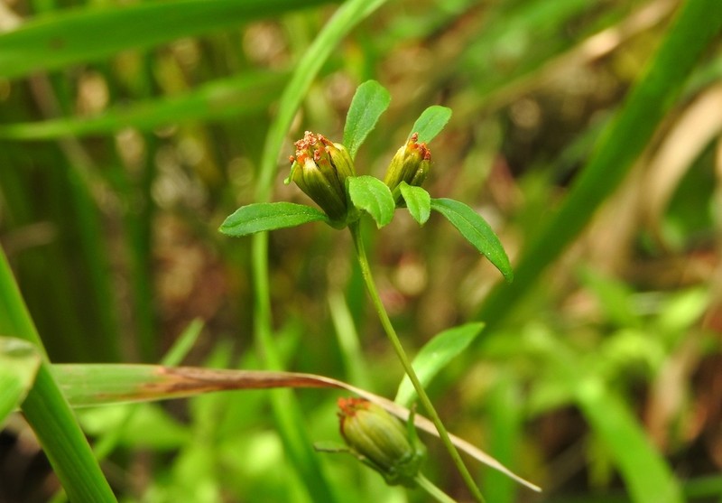 Small Beggarticks photo 5
