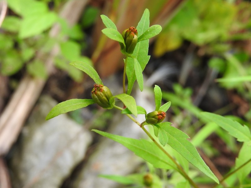 Small Beggarticks photo 7