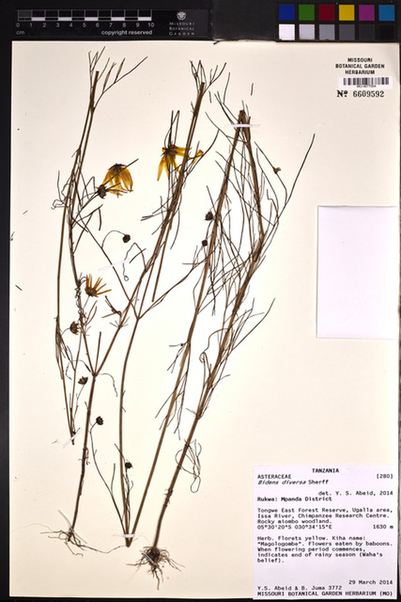 Bidens diversa photo 2