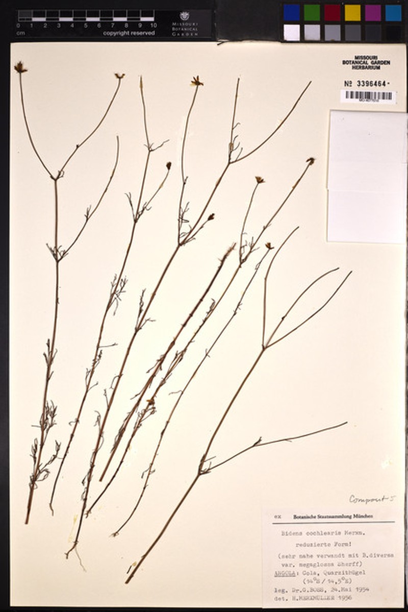 Bidens diversa subsp. diversa