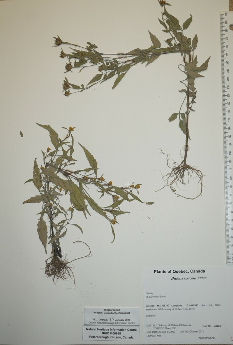 Eaton's Beggarticks photo 2