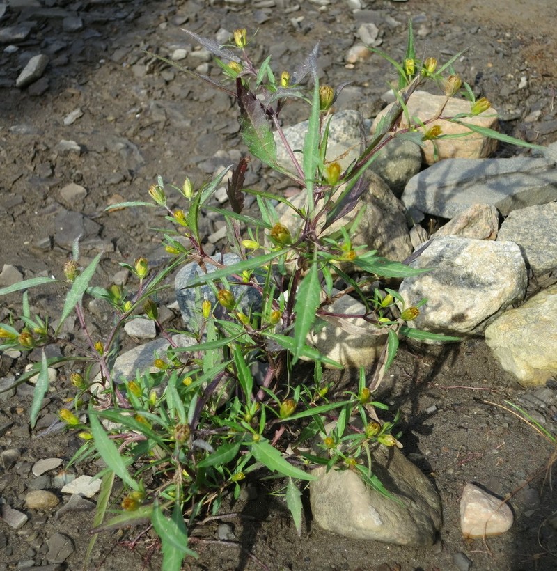 Eaton's Beggarticks photo 4