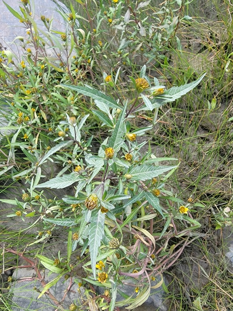 Eaton's Beggarticks photo 5