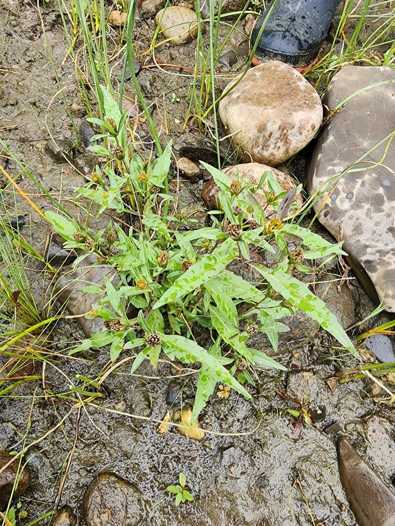 Eaton's Beggarticks photo 8