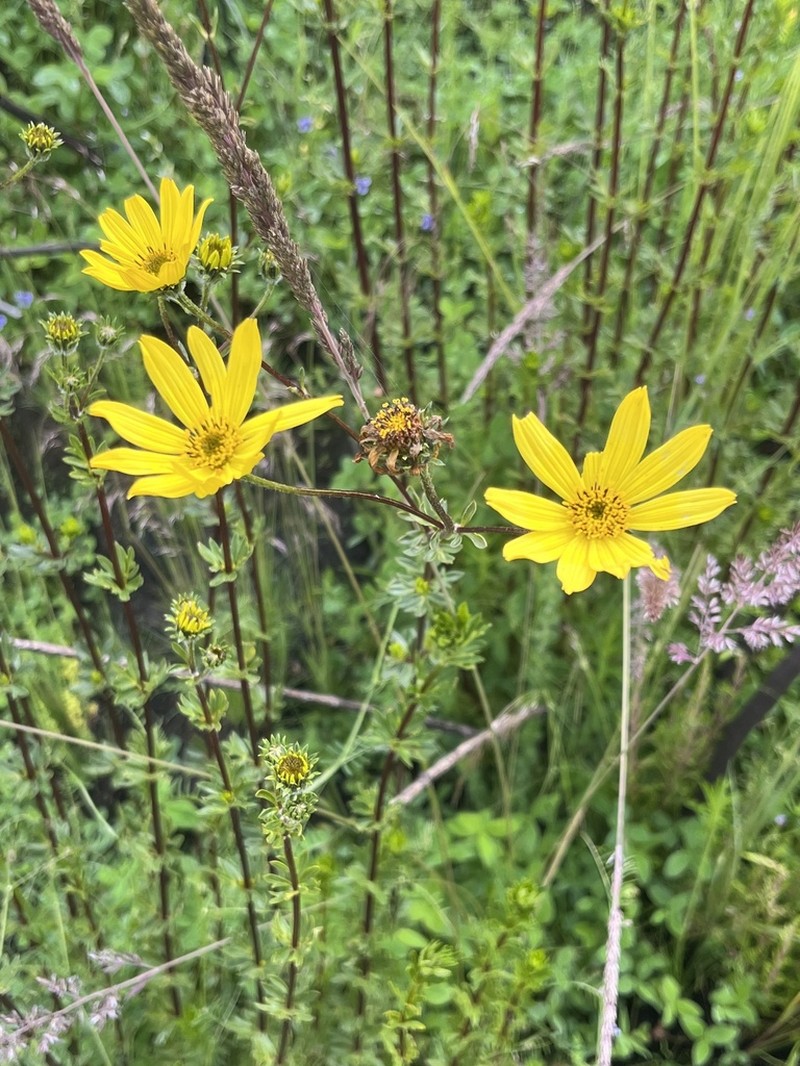 Bidens elgonensis