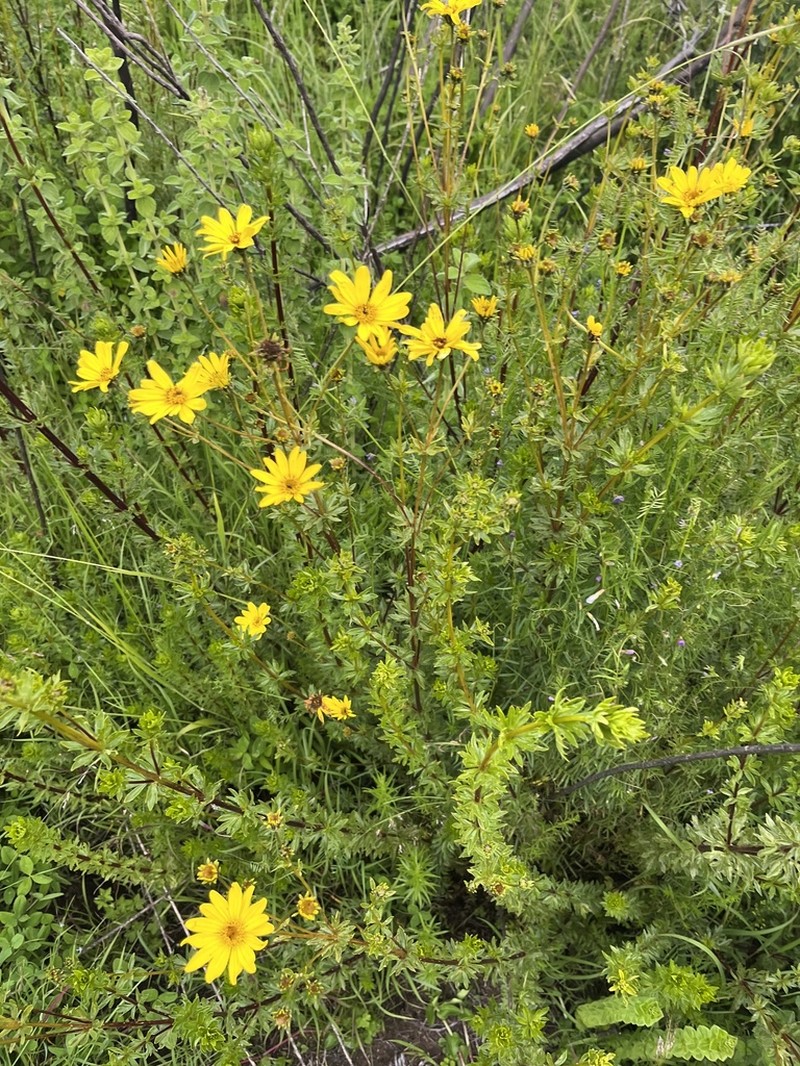 Bidens elgonensis photo 2