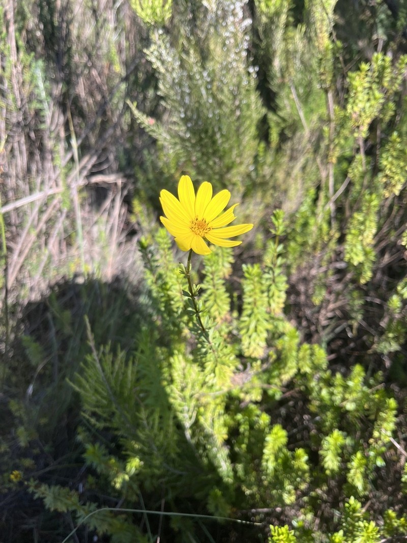 Bidens elgonensis photo 3