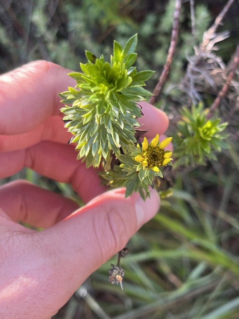 Bidens elgonensis photo 4