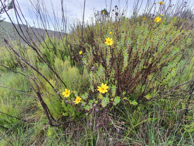 Bidens elgonensis photo 5